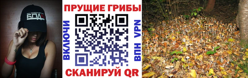 Галлюциногенные грибы прущие грибы  ОМГ ОМГ маркетплейс  Берёзовка 